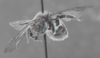 Media type: image;   Entomology 609592 Aspect: head 3D
